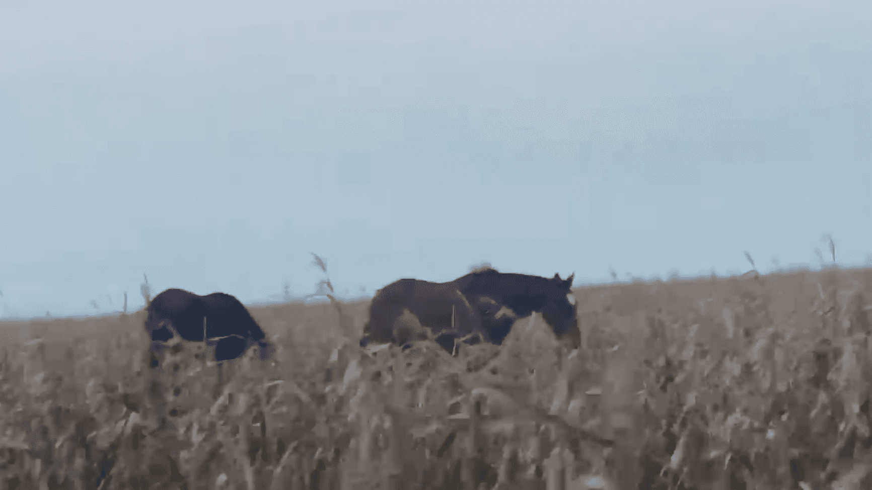 Más de 200 caballos de Polo que perdieron la trazabilidad los tiraron en el maizal, sin acceso al agua ni a veterinarios.